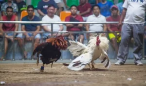 đá gà GA28 Fun88