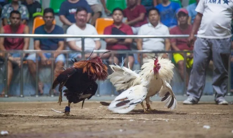 đá gà GA28 Fun88